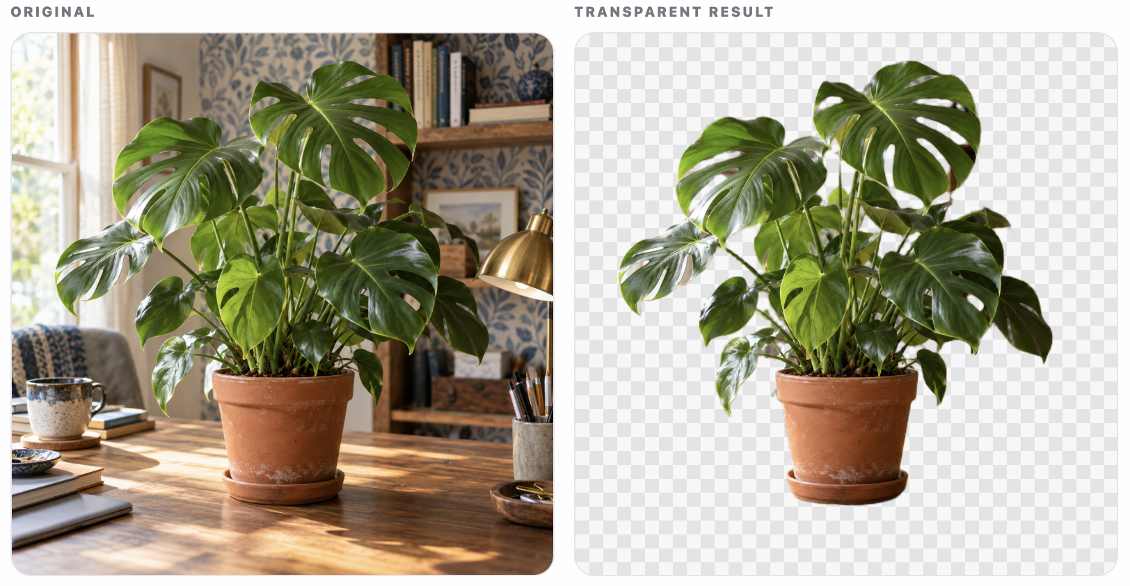 Before and transparent result for a monstera plant source image